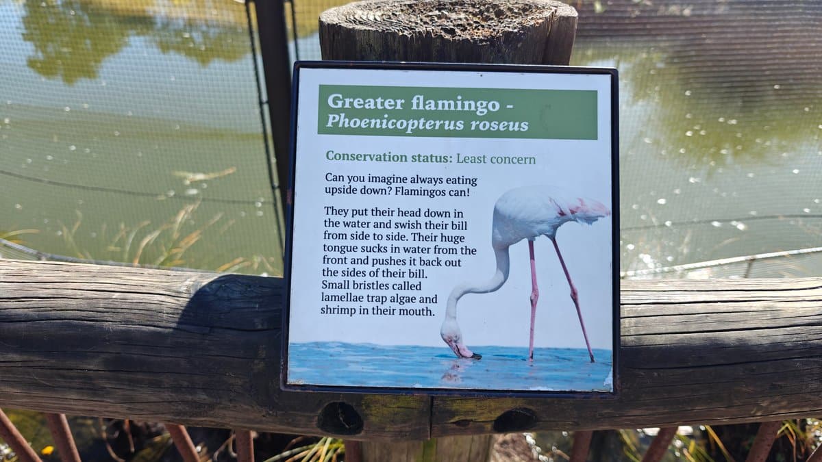 An interpretive panel for the greater flamingo, Phoenicopterus