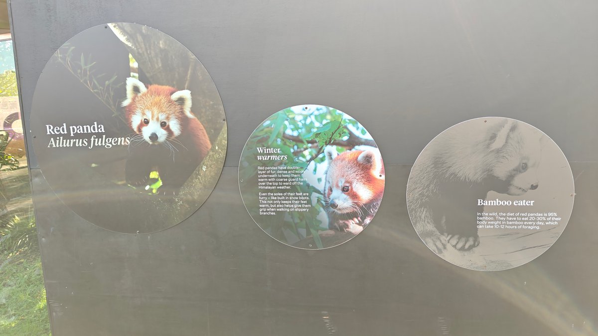 An interpretive panel for the red panda, Ailurus