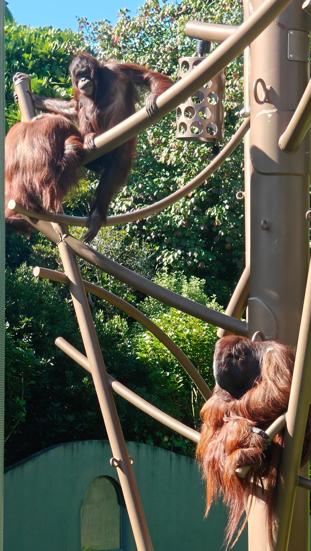 An orangutan climbing along the poles high above