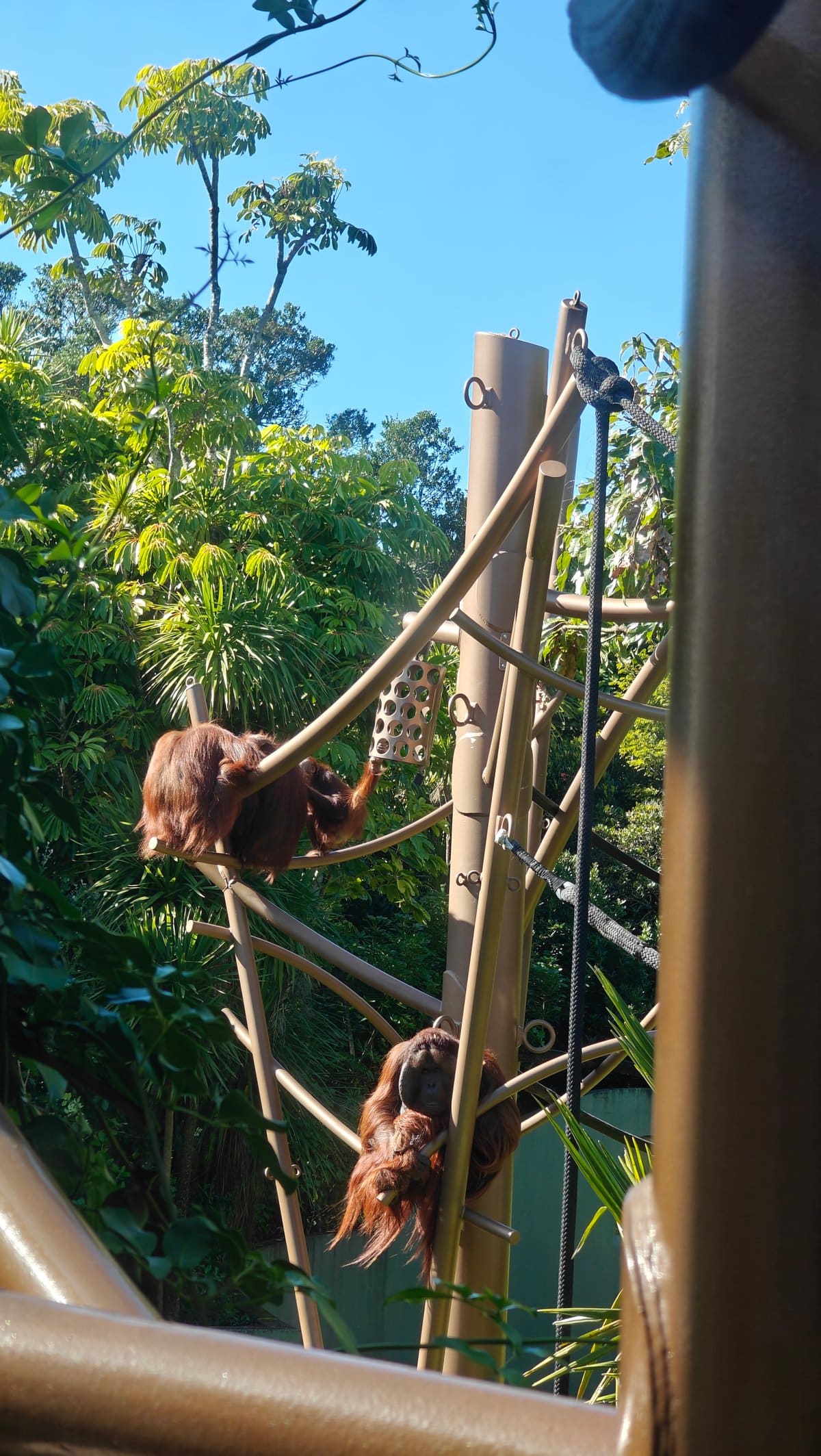 An orangutan sitting on the climbing structure.