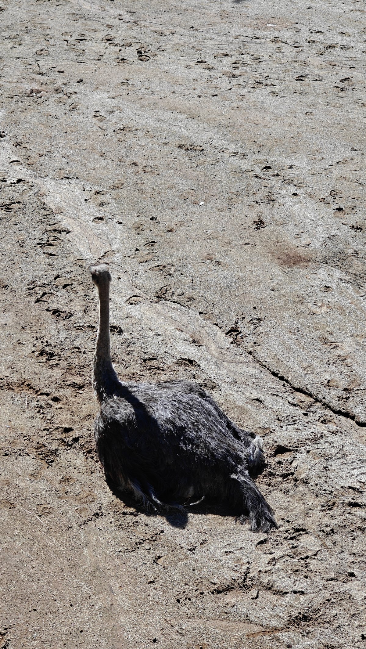 An ostrich sitting down on the sand.