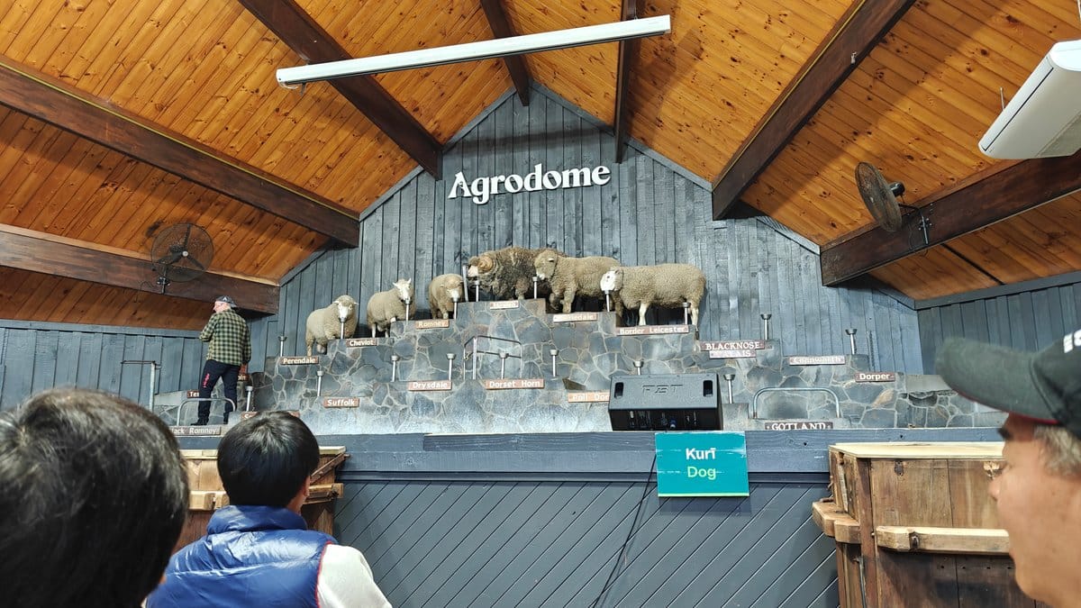 Audience watching rams on stage