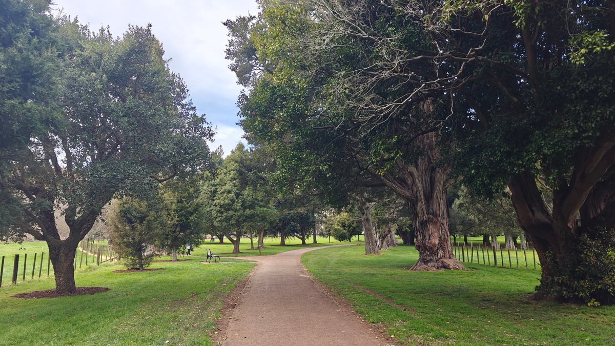 Avenue of mature park trees