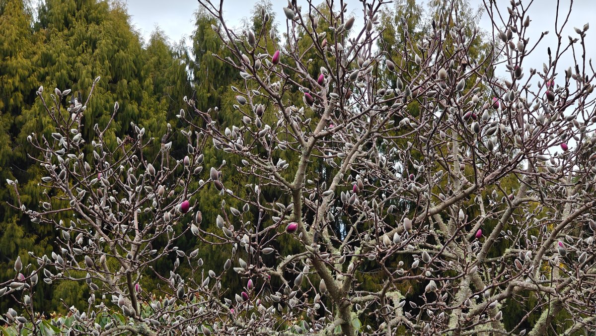 Bare-branched shrubs standing in the reserve before leaf-break.