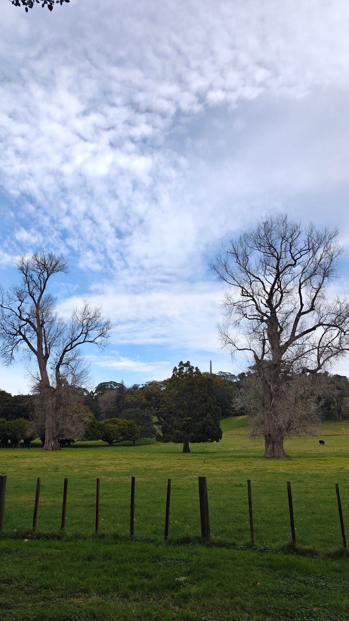 Bare branches spread against a cloud-streaked blue sky.