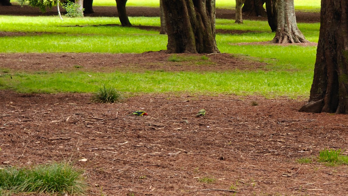 Bare mulch and grass beneath the trunk of