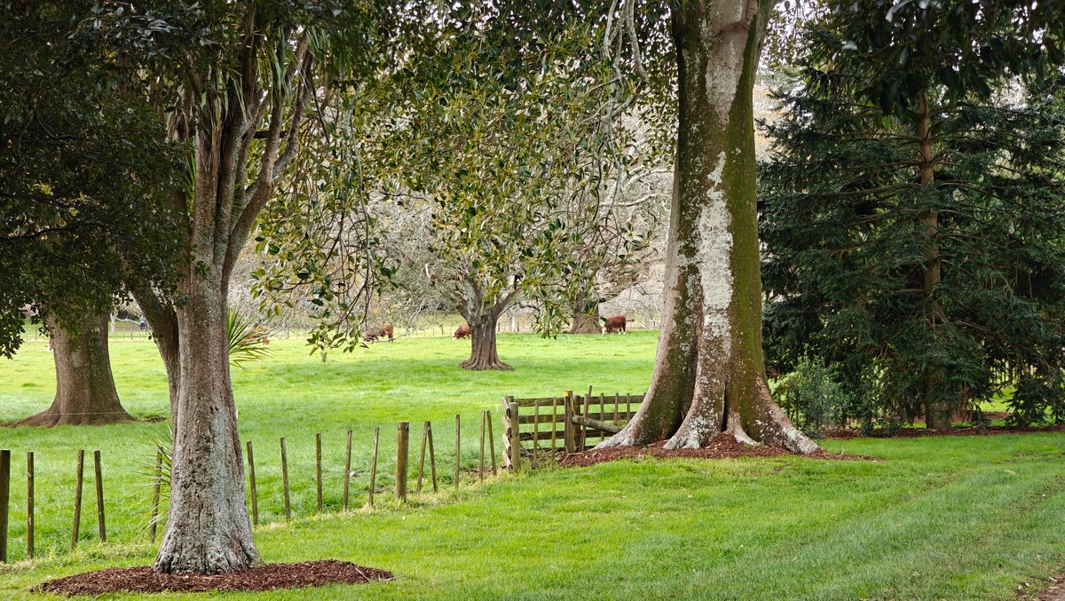 Big trees with fenced mulch rings set into