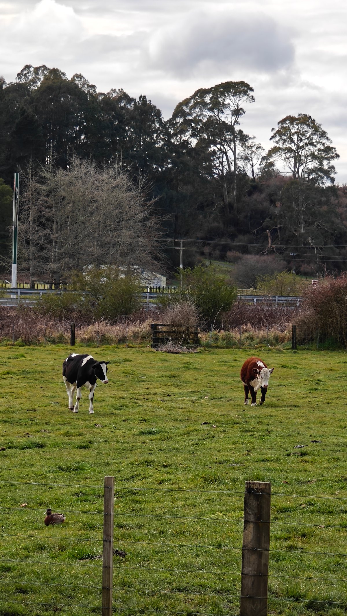 Black and white cattle out in the paddock.