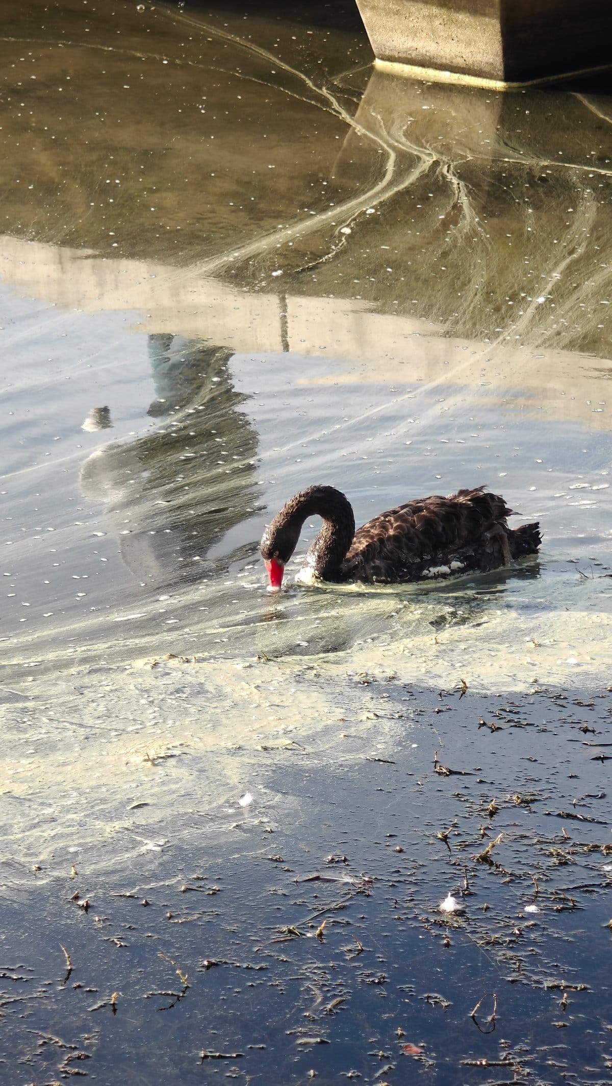 Black swan feeding in shallows