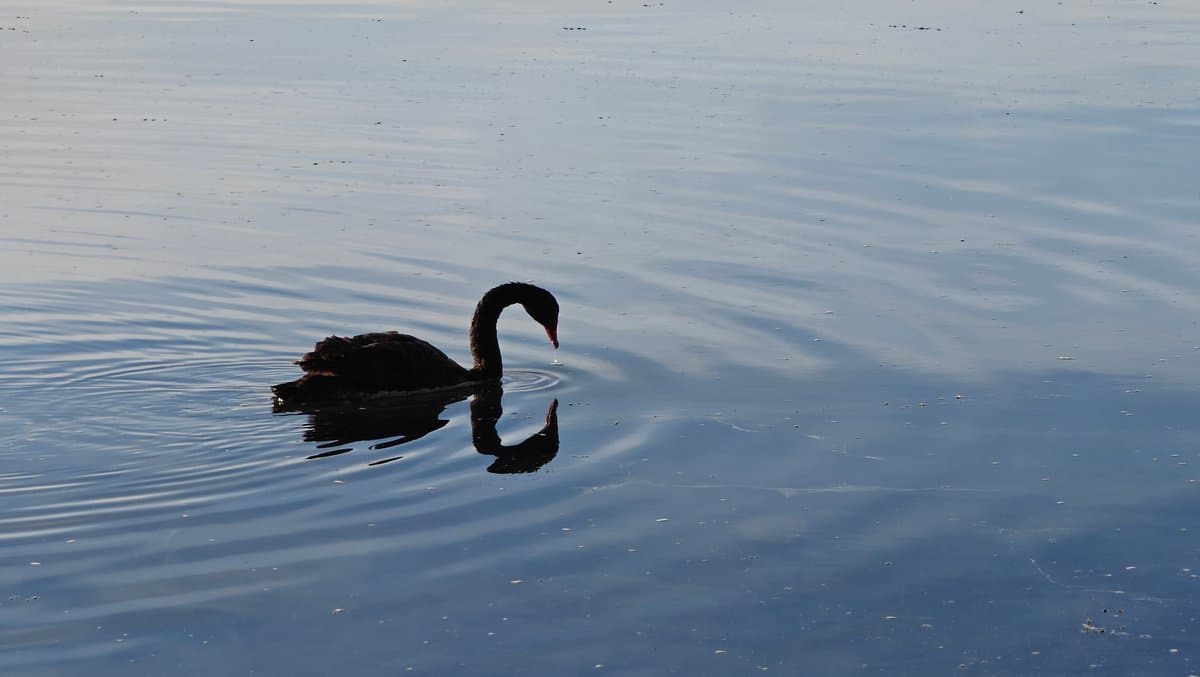 Black swan gliding across lake