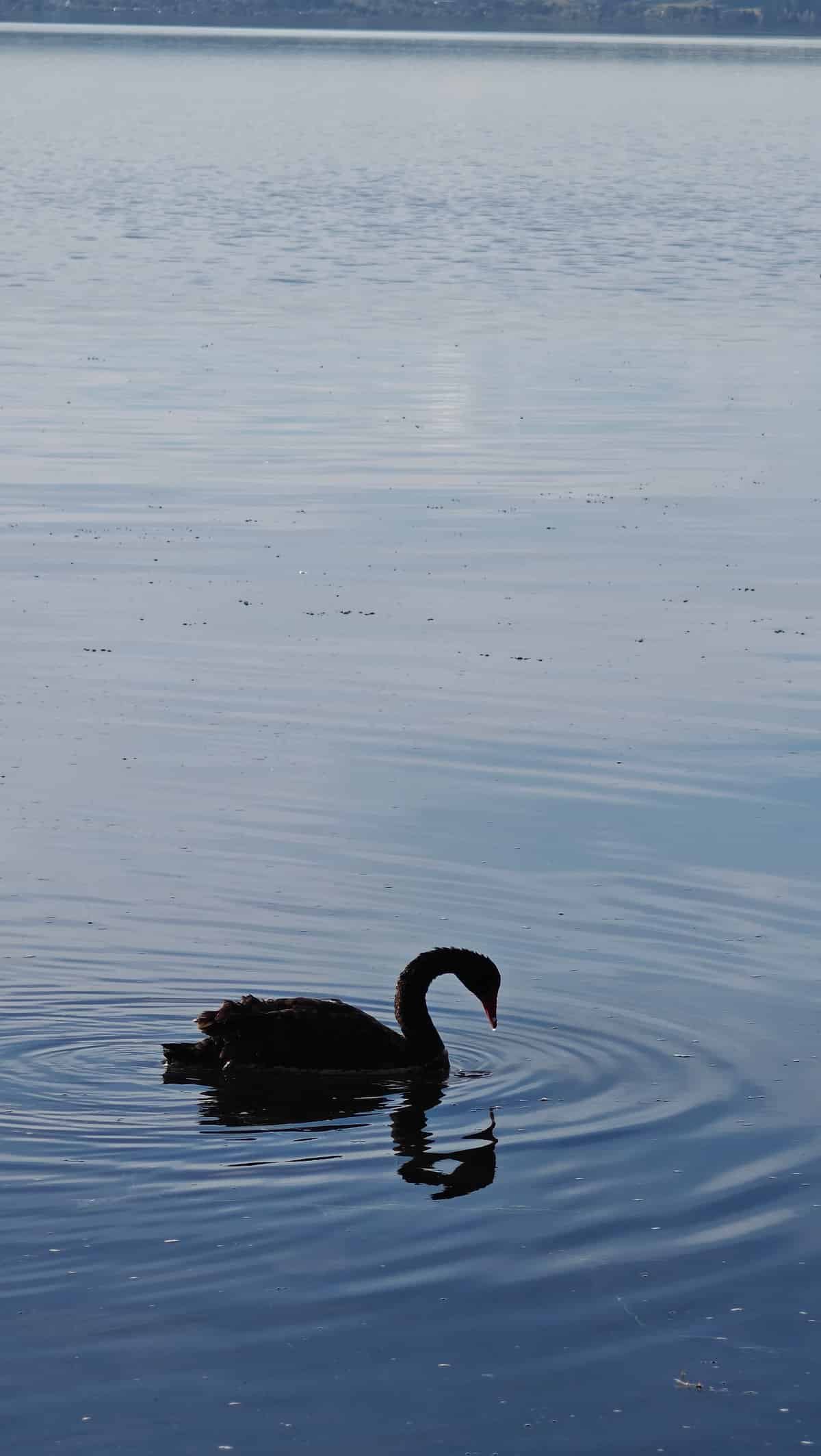 Black swan on mirror-flat water