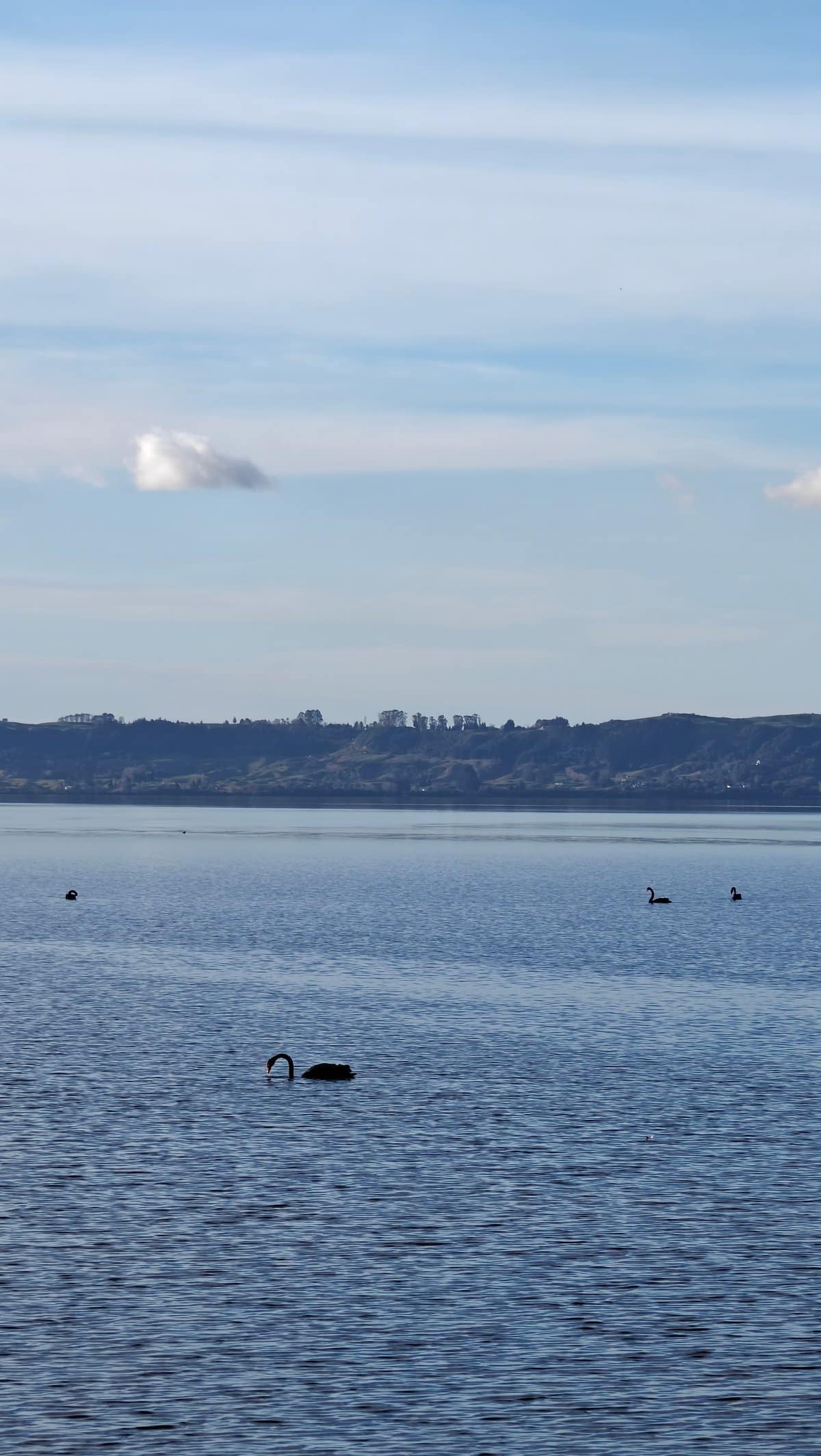 Black swan on still water