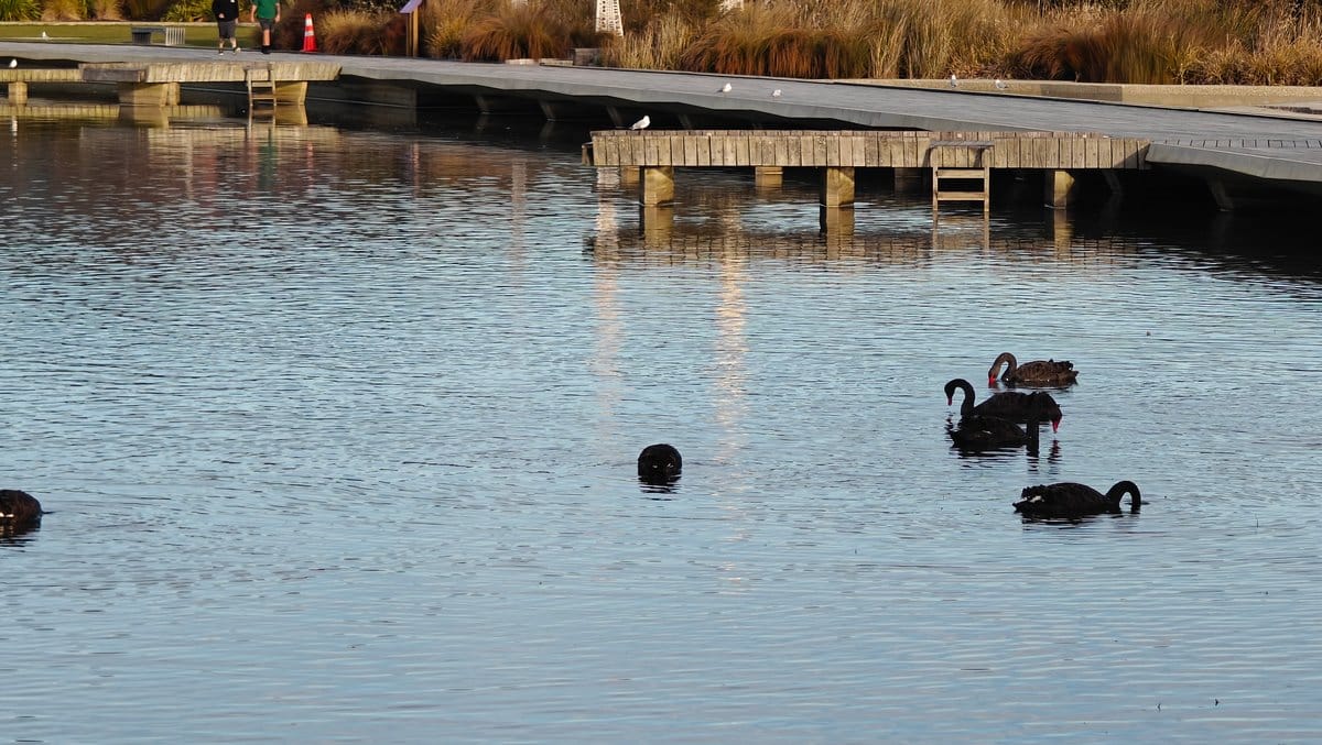 Black swans beside the jetty