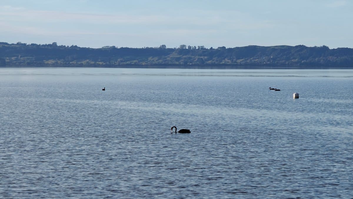 Black swans on Lake Rotorua