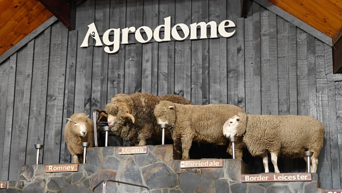 Breed rams with name plates