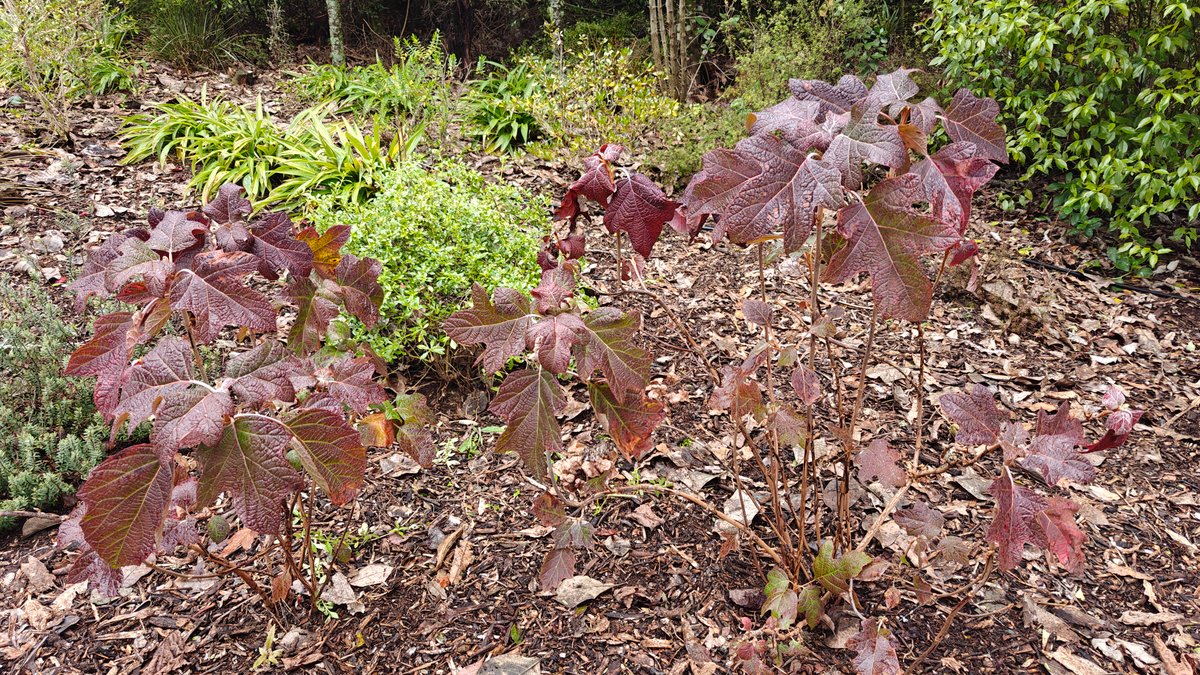 Bronze-leaved shrubs planted through a mulched bed.