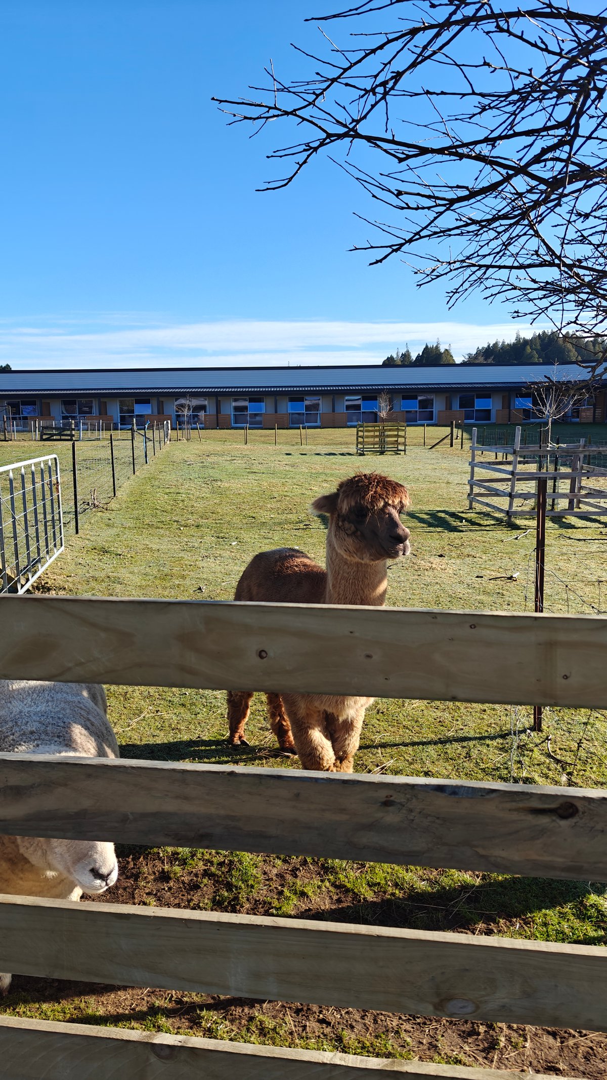 Brown alpaca at the morning fence