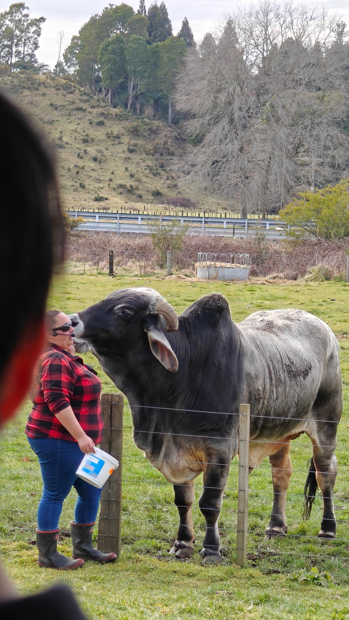 Bull taking feed from the guide