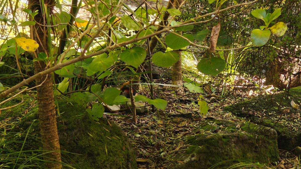 Bush and ferns in walk-through aviary