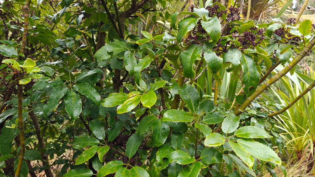Bush foliage crowding the edge of the path.
