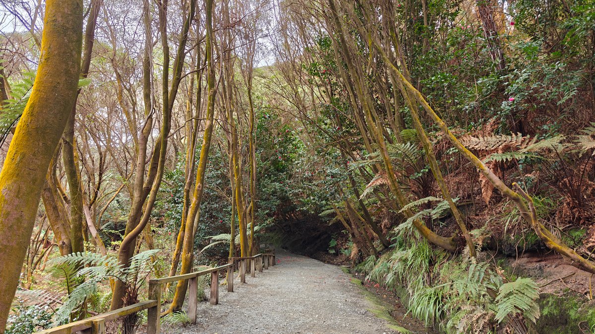 Bush path down to the falls