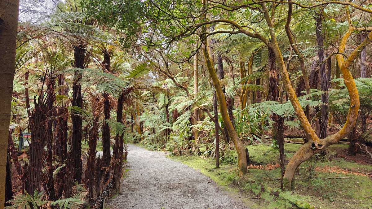 Bush path under tree ferns and nikau.