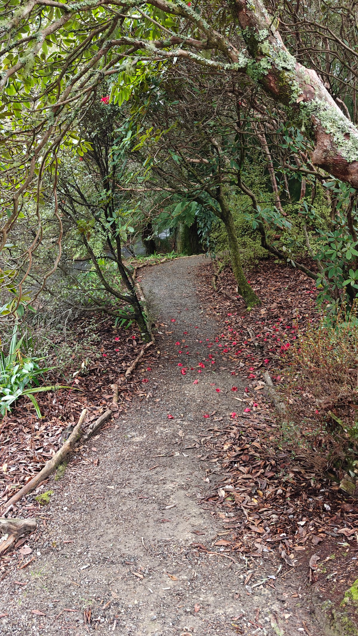 Bush track under the mossy arch