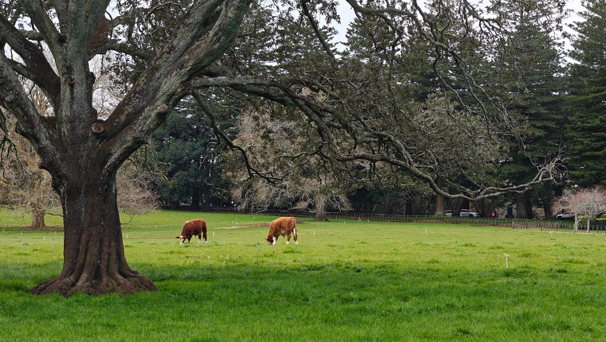 Cattle behind a huge trunk
