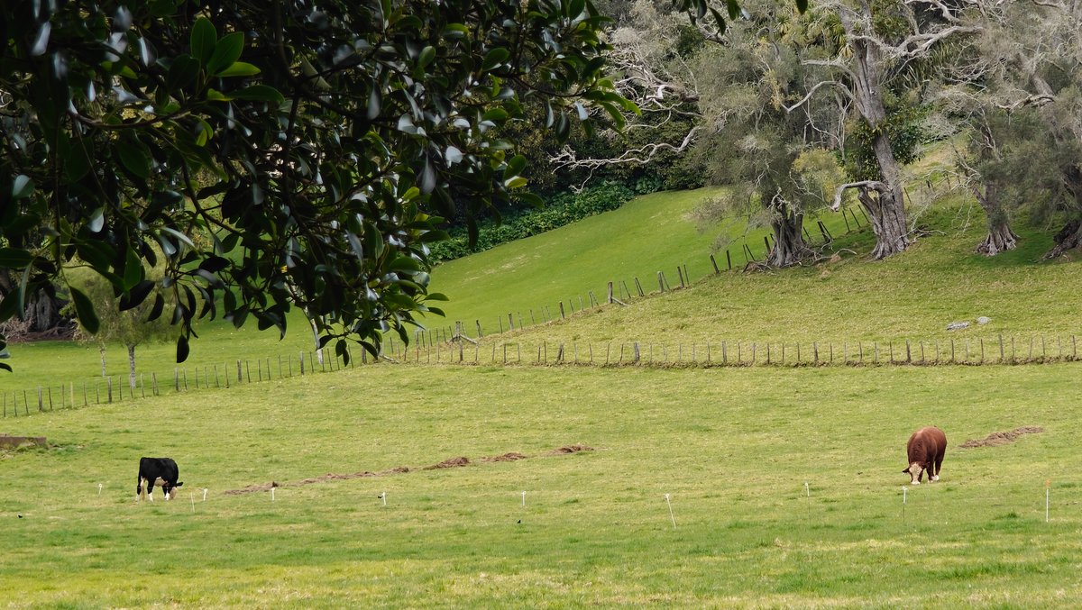 Cattle behind the paddock fence