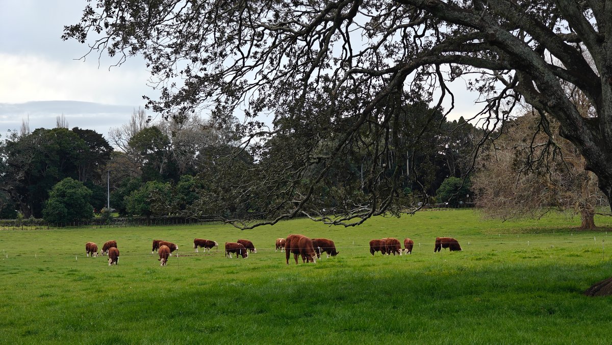 Cattle beneath a spreading tree