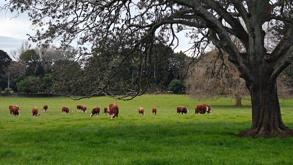 Cattle beyond a great tree