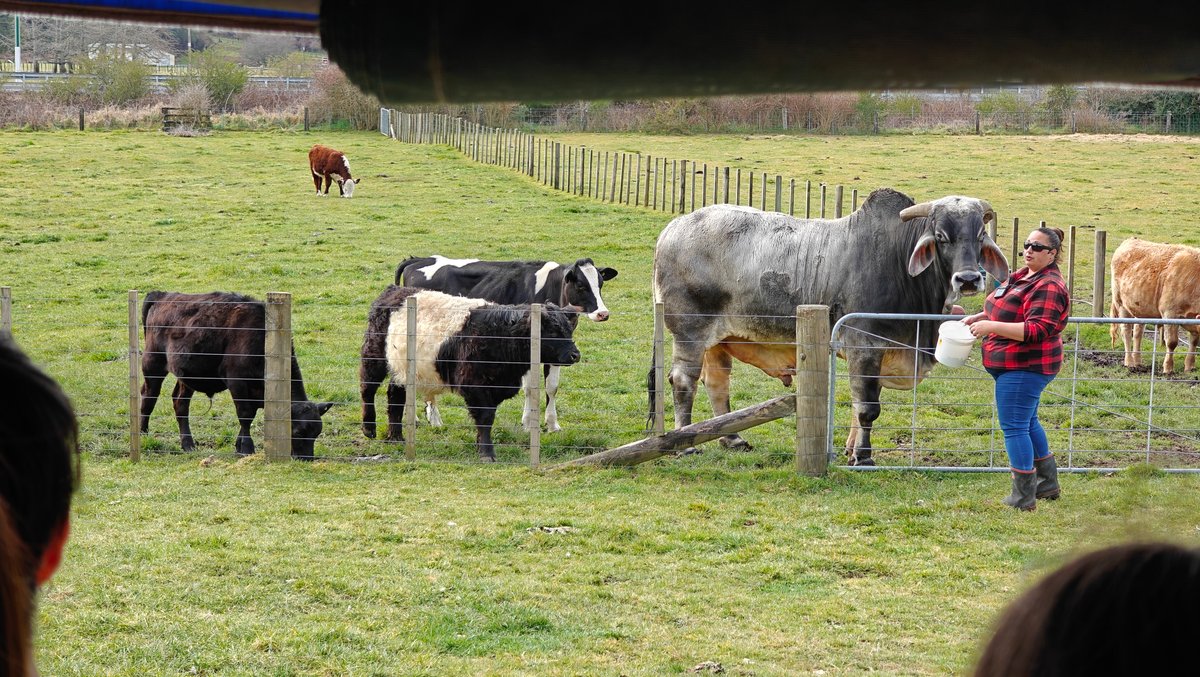 Cattle gathering around the farm guide