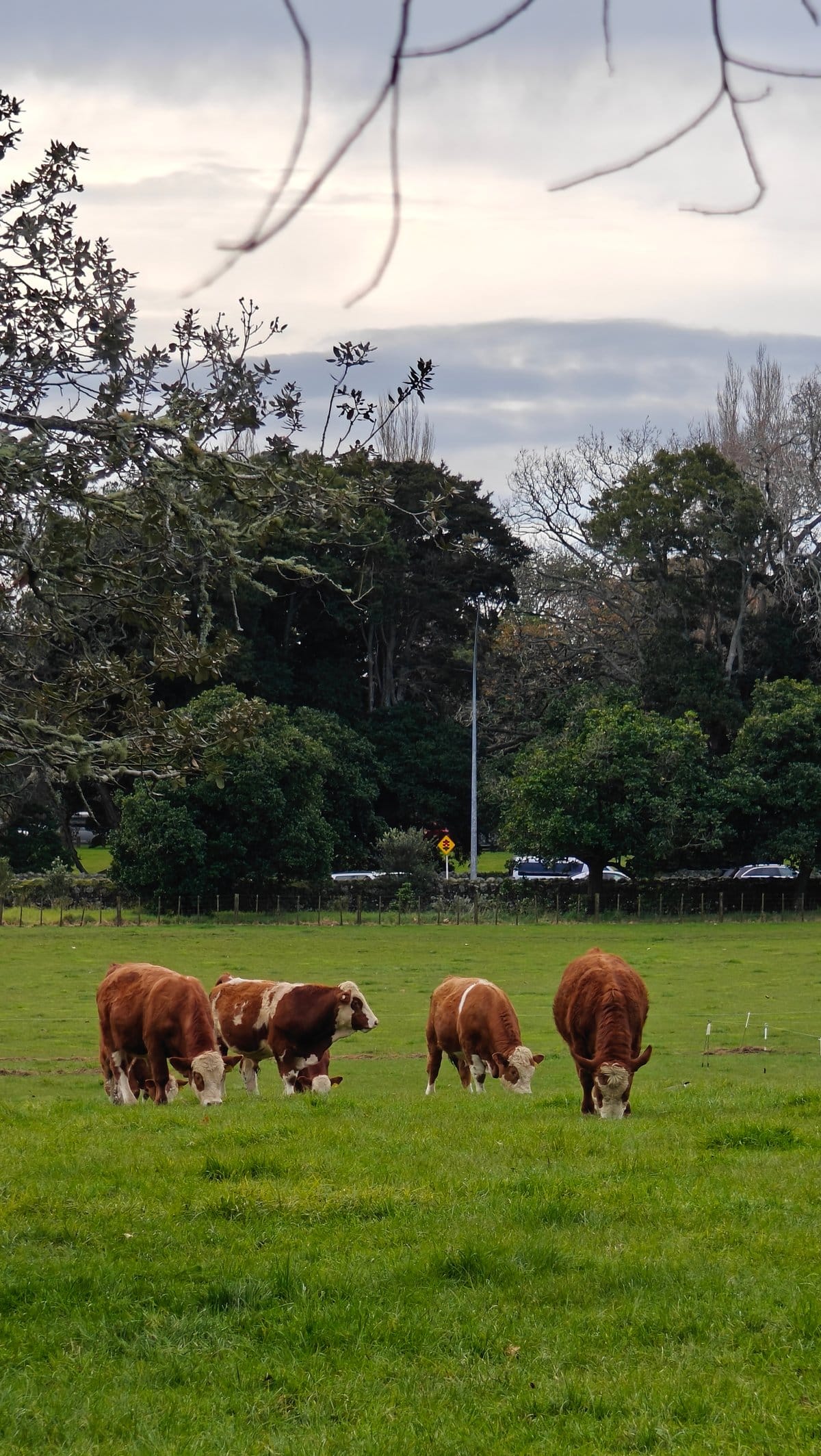 Cattle grazing in fading light