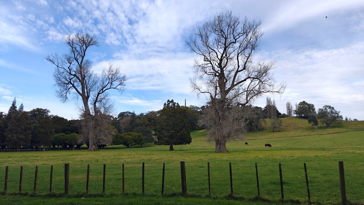Cattle grazing under bare trees