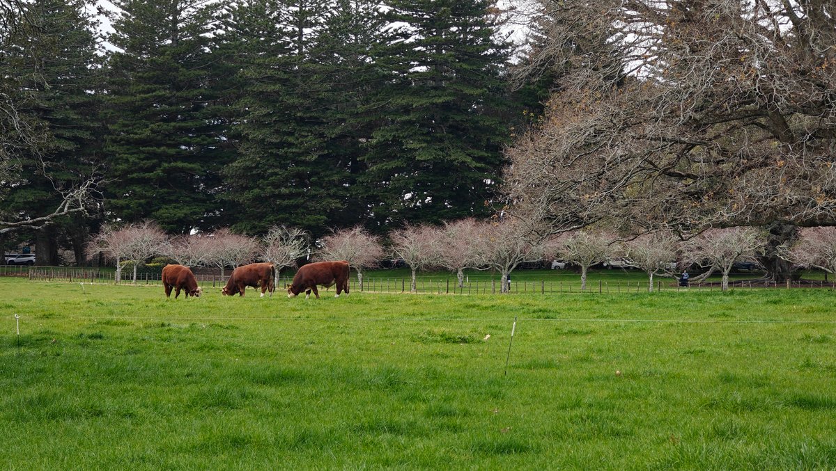 Cattle under blossom and pines