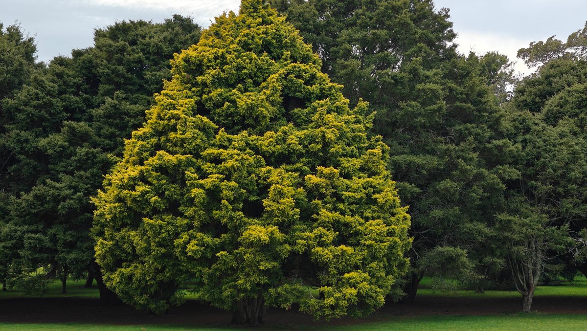 Conical conifer on the lawn
