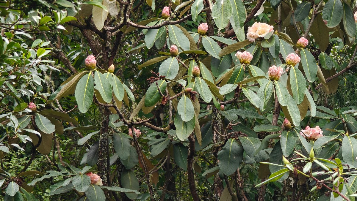 Cream rhododendron buds opening close-up