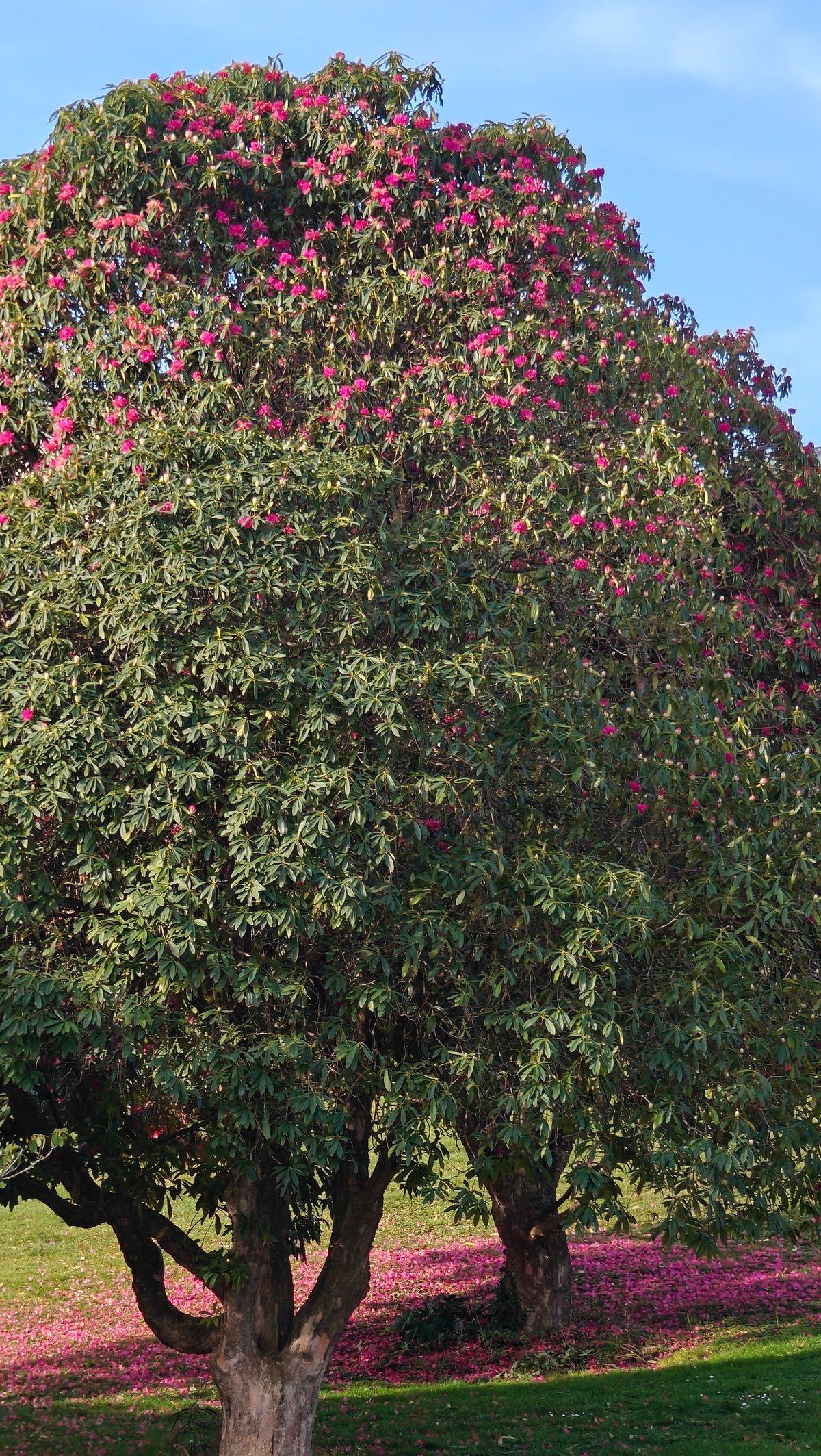 Crimson camellia and fallen petals