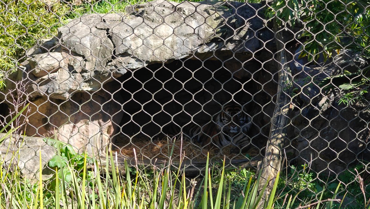 Crocodilian lying behind enclosure mesh