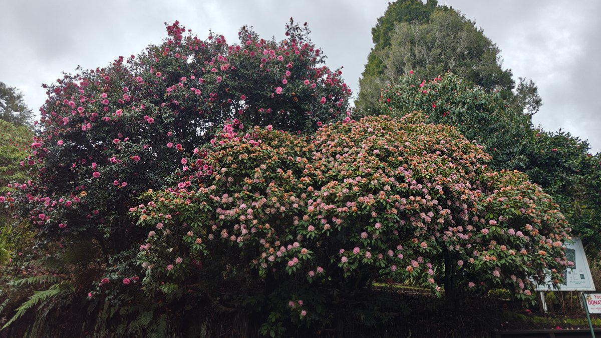 Deep pink rhododendron beside the drive