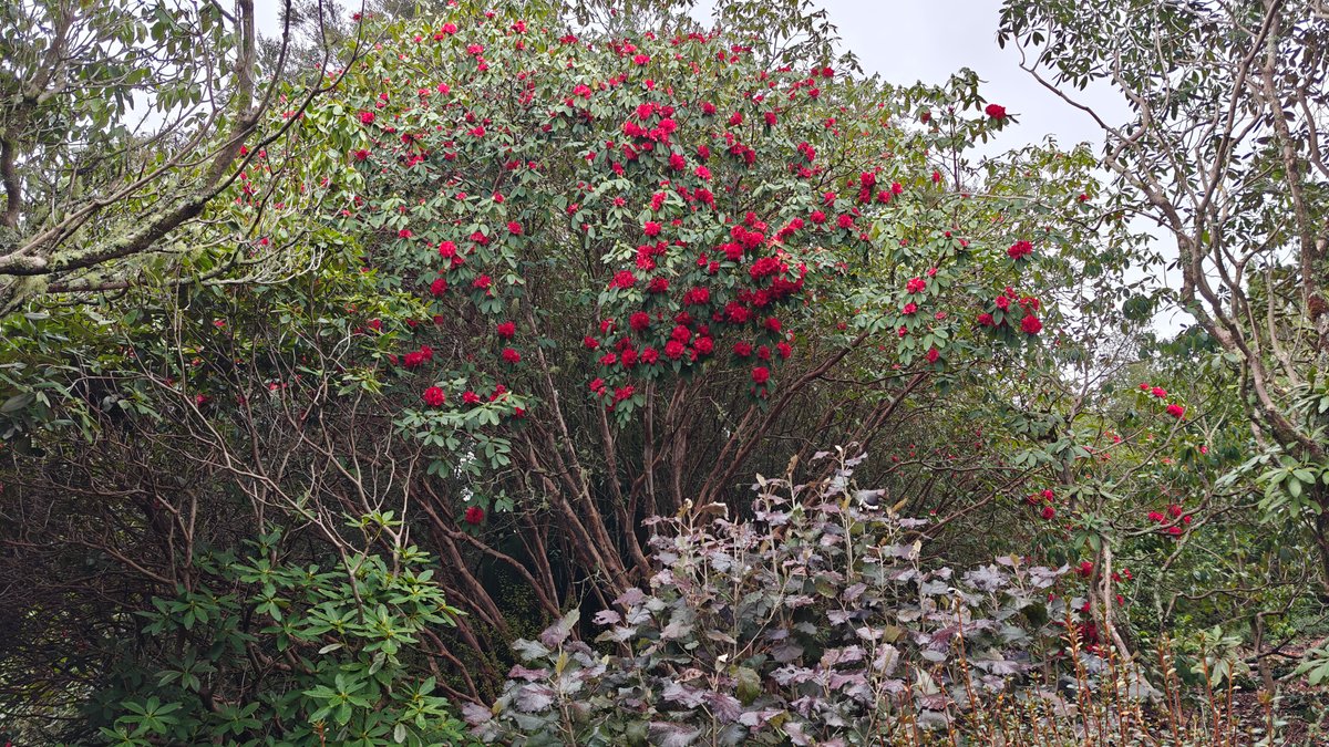 Deep red rhododendron among the shrubs
