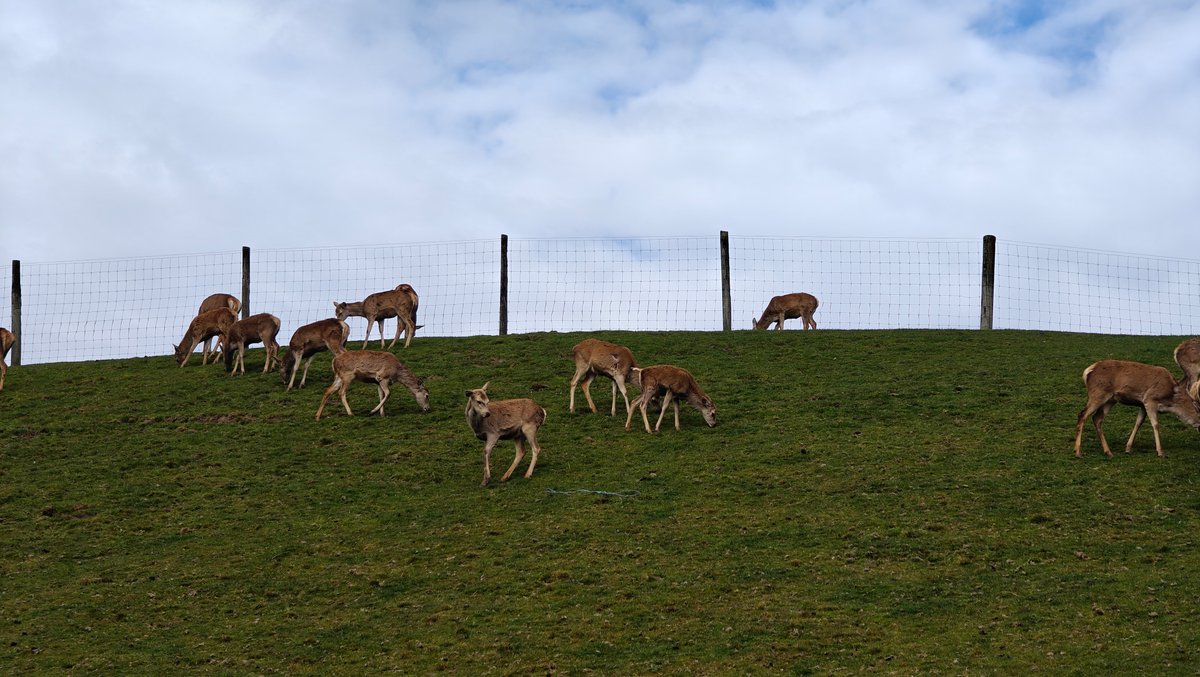 Deer grazing across a hillside behind the deer