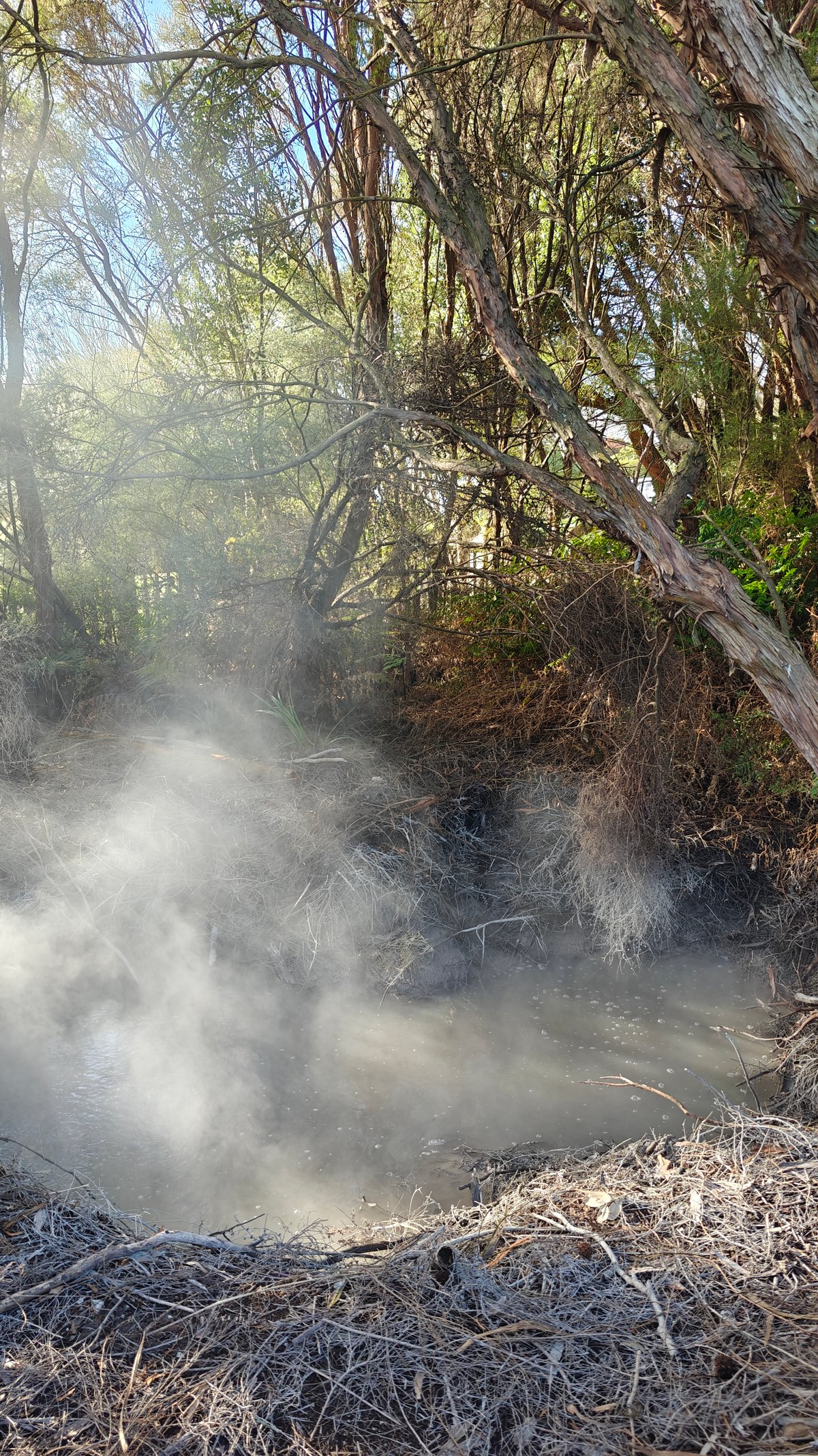 Dense steam through bare branches