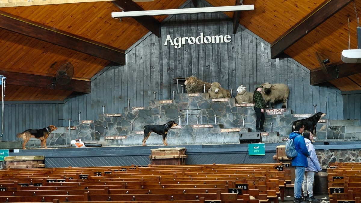 Dogs remaining on stage after show
