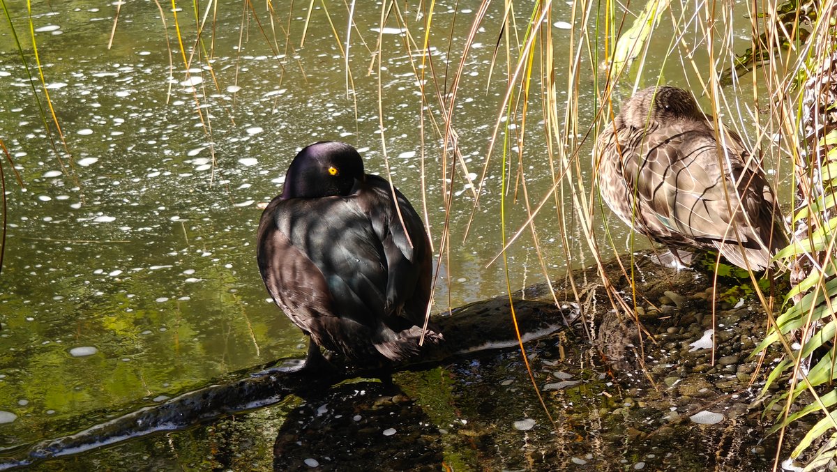 Duck and scaup at water's edge