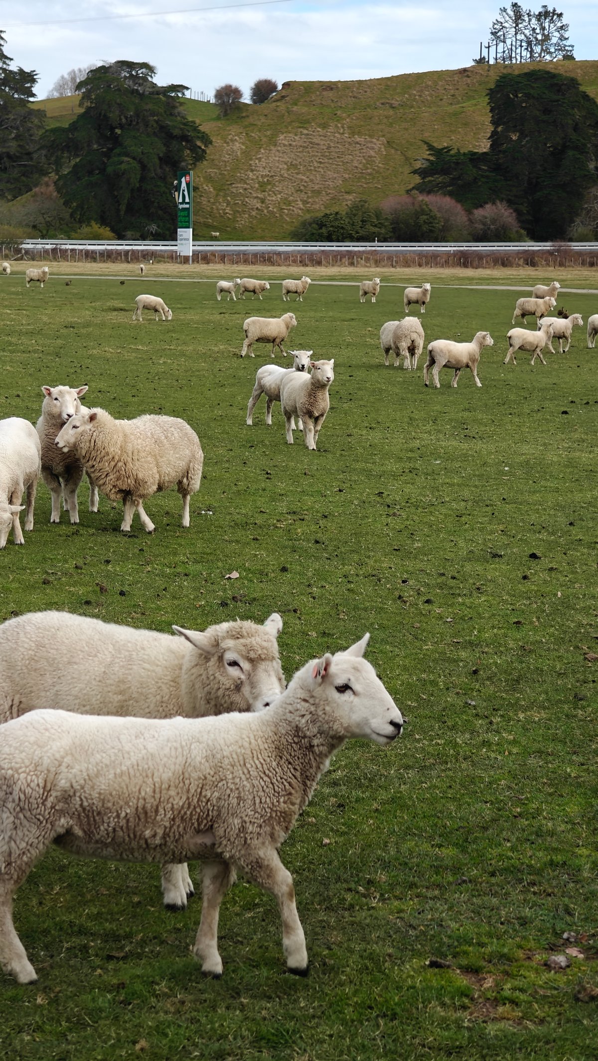 Ewe and lamb close together