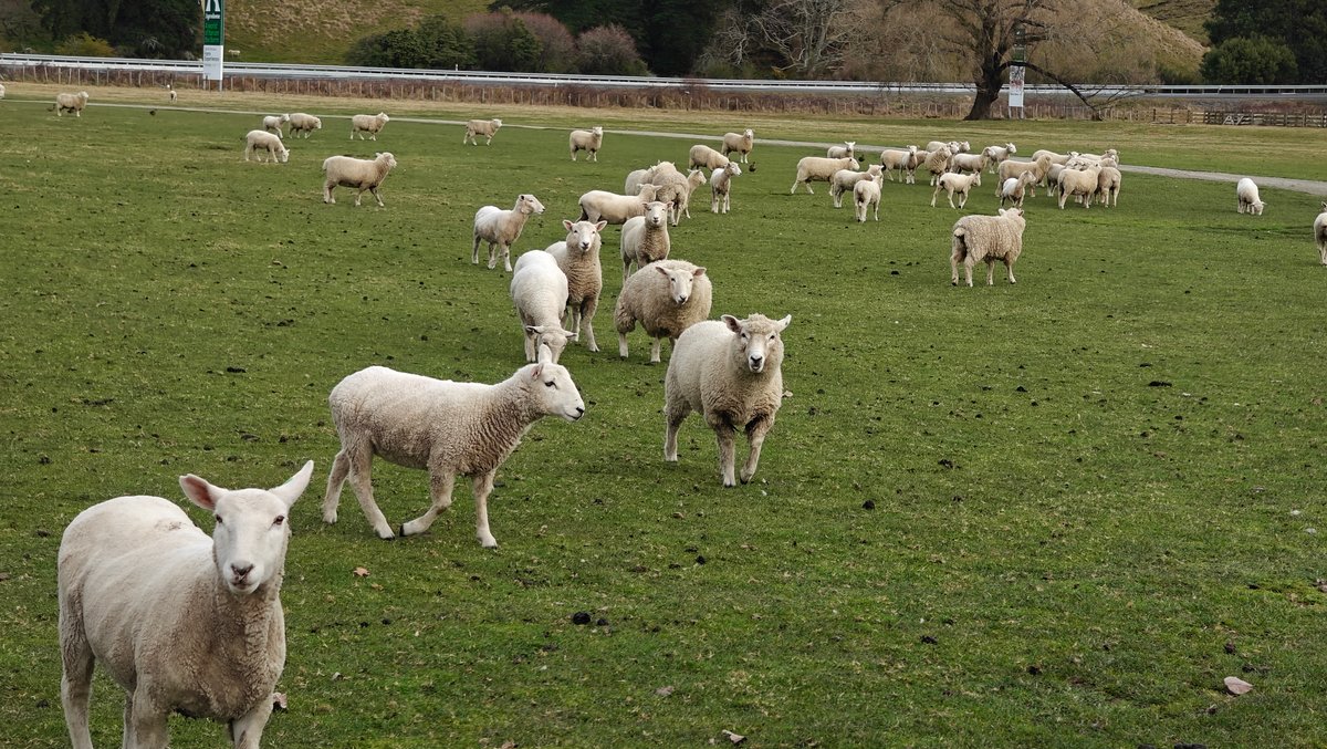 Ewe standing with her lambs