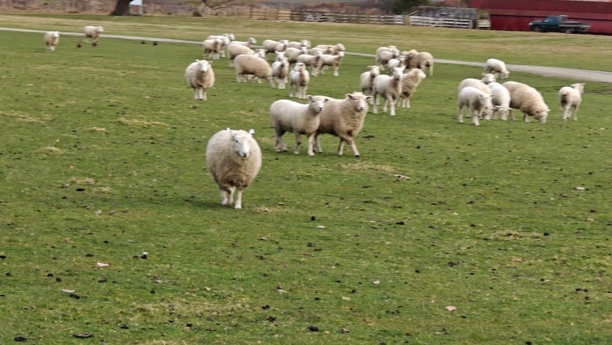 Ewes and lambs grazing the paddock