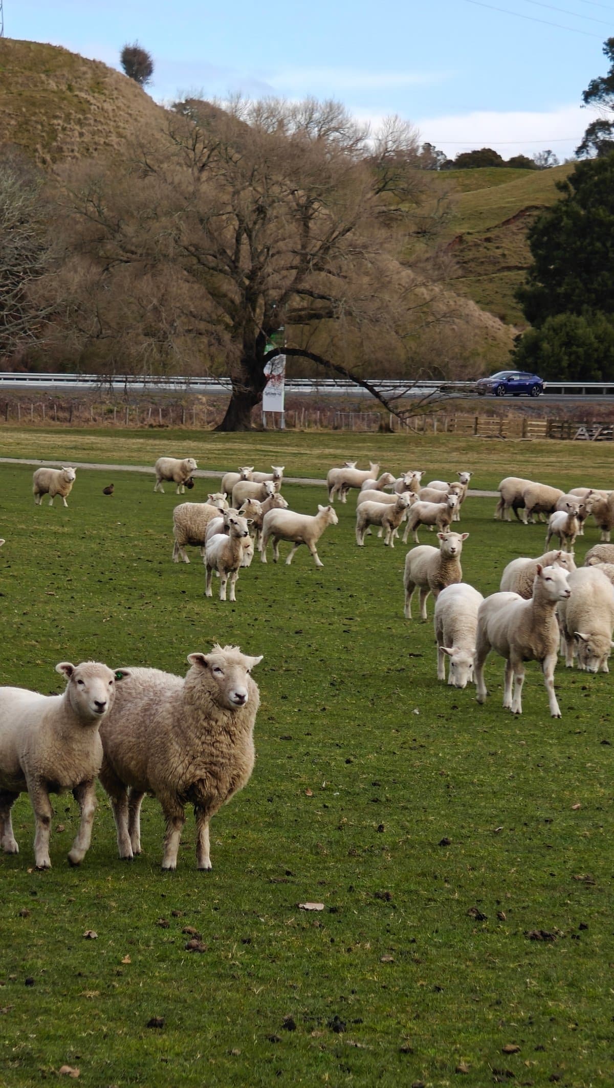 Ewes and lambs on the hillside