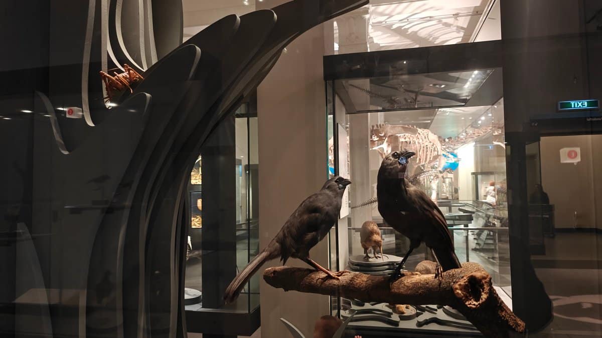Extinct huia mounted on a branch